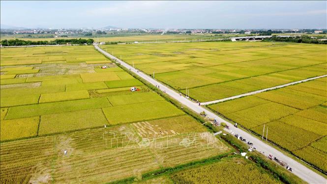 Trong ảnh: Cánh đồng lúa thôn Yên Bình huyện Vĩnh Tường, Vĩnh Phúc vào vụ gặt. Ảnh: Hoàng Hùng - TTXVN