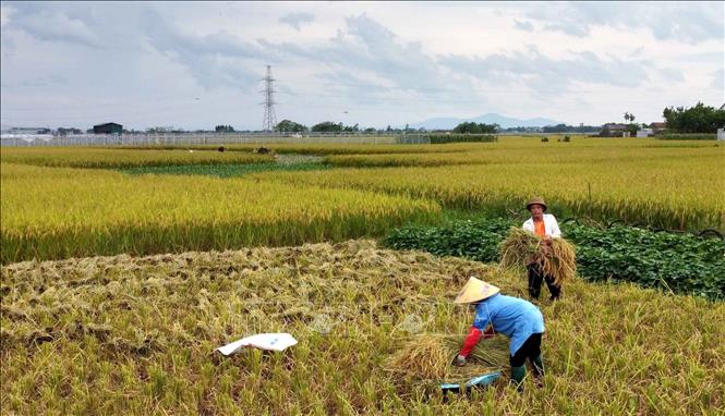 Trong ảnh: Bà con nông dân thôn Yên Bình huyện Vĩnh Tường, Vĩnh Phúc thu hoạch lúa. Ảnh: Hoàng Hùng - TTXVN