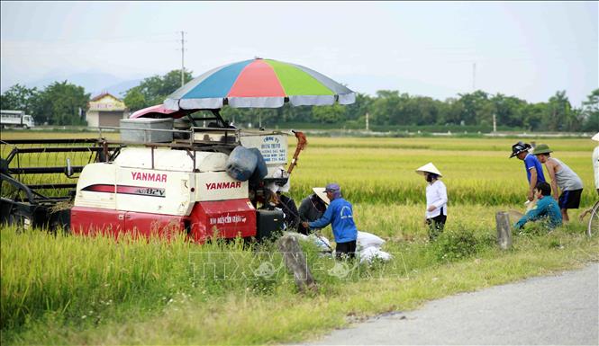 Trong ảnh: Nhiều nông hộ tại Vĩnh Phúc sử dụng máy gặt đập liên hợp để đảm bảo chất lượng thóc lúa, giảm hao hụt. Ảnh: Hoàng Hùng - TTXVN