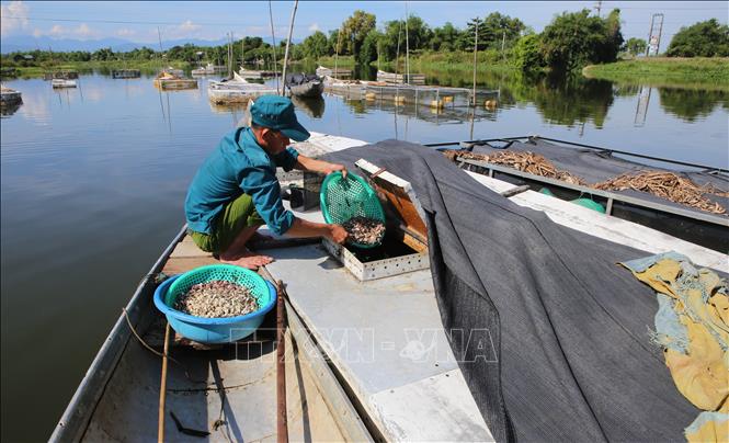 Trong ảnh: Người dân xã Hải Phong (Hải Lăng, Quảng Trị) cho cá ăn. Ảnh: Hồ Cầu - TTXVN