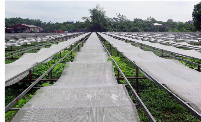 Trong ảnh: Miến được ép lên phiên sau đó phơi khô dưới nắng mặt trời khoảng hai ngày. Ảnh: Trần Trang-TTXVN