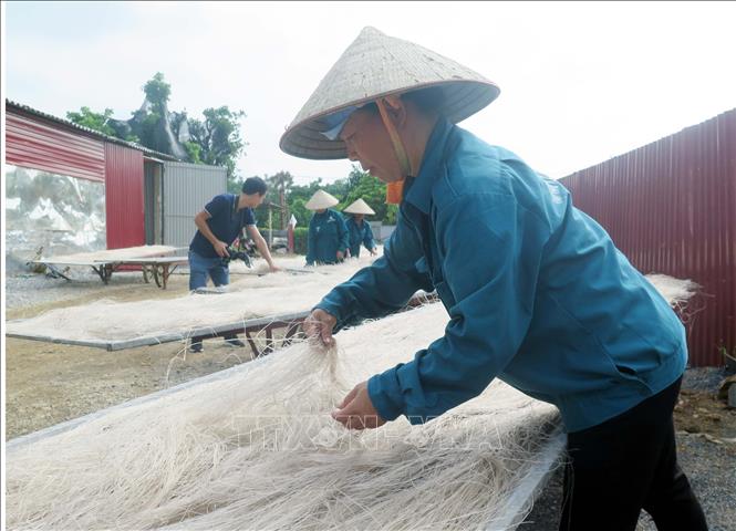 Trong ảnh: Công nhân HTX phơi miến dong. Ảnh: Trần Trang-TTXVN