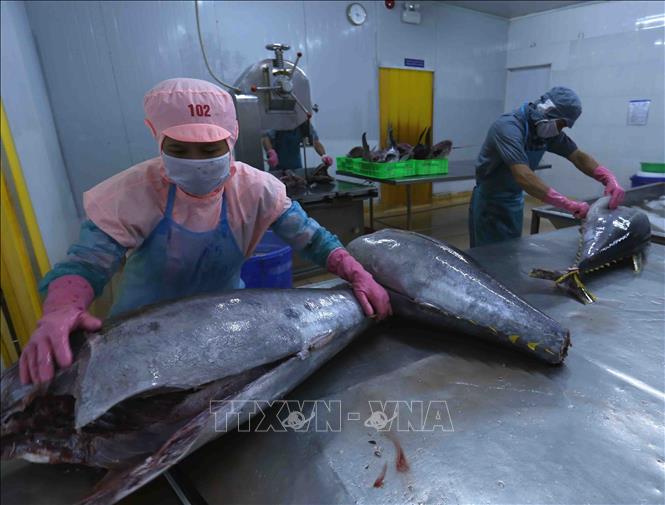 Photo: Processing tuna for exports to EU and the US at the Ba Hai Joint Stock Company in the central province of Phu Yen. VNA Photo: Vũ Sinh