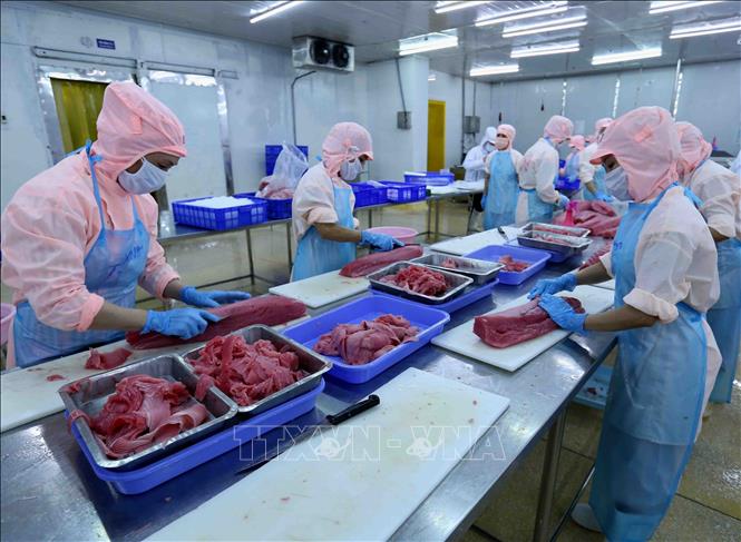 Photo: Processing tuna for exports to EU and the US at the Ba Hai Joint Stock Company in the central province of Phu Yen. VNA Photo: Vũ Sinh