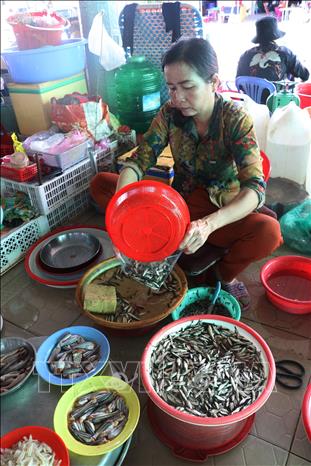Trong ảnh: Cá linh non bán ở chợ Phương Trà, thành phố Cao Lãnh, Đồng Tháp. Ảnh: Nguyễn Văn Trí -TTXVN