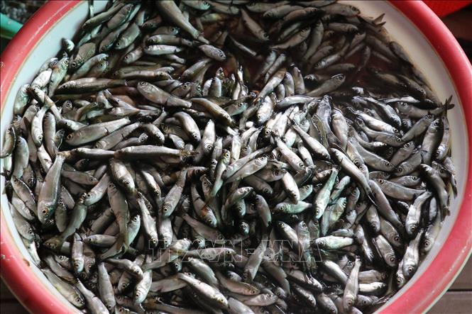 Trong ảnh: Cá linh non bán ở chợ Phương Trà, thành phố Cao Lãnh, Đồng Tháp. Ảnh: Nguyễn Văn Trí -TTXVN