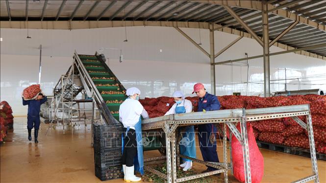 Trong ảnh: Dây chuyền sản xuất Chanh leo tại Công ty Cổ phần Thực phẩm xuất khẩu Đồng Giao. Ảnh: Hồng Điệp - TTXVN