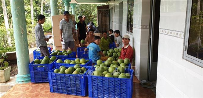 Trong ảnh: Công nhân đóng gói bưởi da xanh chuẩn bị đi giao hàng. Ảnh: Huyền Trang-TTXVN 