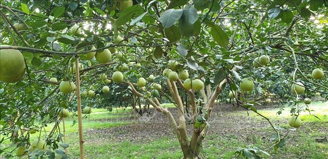 Trong ảnh: Trang trại bưởi da xanh rộng 20ha của anh Đoàn Minh Chiến tại xã Tân Định, huyện Bắc Tân Uyên. Ảnh: Huyền Trang-TTXVN