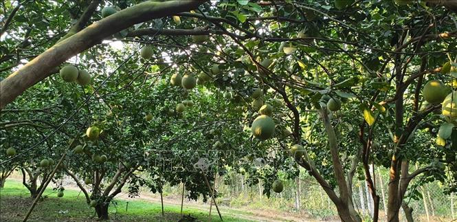 Trong ảnh: Vườn bưởi da xanh rộng 20ha của ông Đoàn Minh Chiến tại xã Tân Định, huyện Bắc Tân Uyên. Ảnh: Huyền Trang-TTXVN