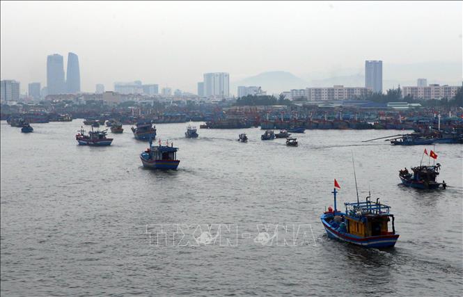 Trong ảnh: Tàu thuyền ngư dân các tỉnh, thành phố ven biển miền Trung đang khẩn trương di chuyển vào Âu thuyền Thọ Quang (Đà Nẵng) để phòng chống bão số 5. Ảnh: Trần Lê Lâm - TTXVN