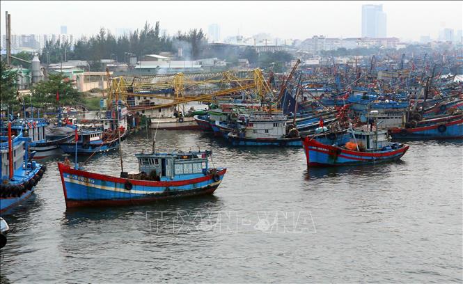 Trong ảnh: Tàu thuyền ngư dân các tỉnh, thành phố ven biển miền Trung đang di chuyển vào Âu thuyền Thọ Quang (Đà Nẵng) để phòng chống bão số 5. Ảnh: Trần Lê Lâm - TTXVN