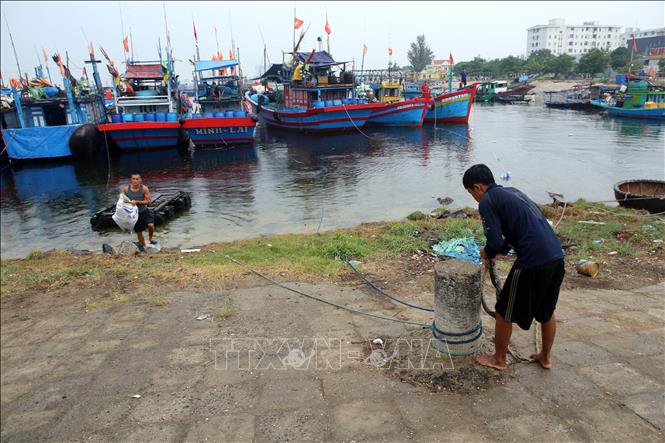 Trong ảnh: Ngư dân neo cột tàu thuyền cẩn thận để phòng chống bão số 5 tại Âu thuyền Thọ Quang (Đà Nẵng). Ảnh: Trần Lê Lâm - TTXVN
