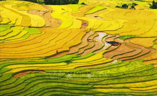 Trong ảnh: Ruộng bậc thang là công trình nghệ thuật từ kinh nghiệm và đôi bàn tay khéo léo trong lao động của đồng bào H’Mông. Ảnh: Lâm Khánh – TTXVN
