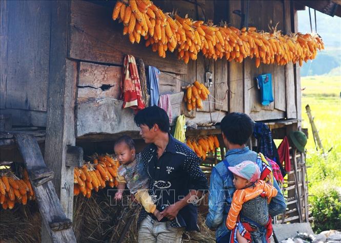 Trong ảnh: Người đàn ông H'Mông có thể ở nhà chăm con để vợ ra ruộng gặt lúa. Ảnh: Lâm Khánh – TTXVN