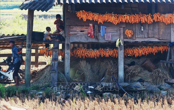 Trong ảnh: Ngô sau thu hoạch được phơi khô để dùng dần. Ảnh: Lâm Khánh – TTXVN