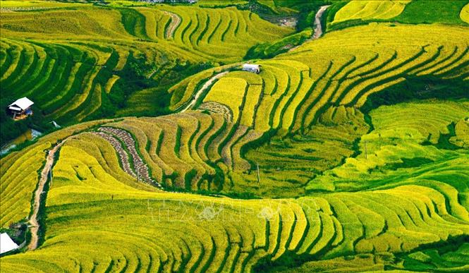 Trong ảnh: Từ trên đỉnh đèo Khau Phạ, du khách được ngắm nhìn vẻ đẹp bao quát nhất của các song ruộng chín vàng. Ảnh: Lâm Khánh – TTXVN