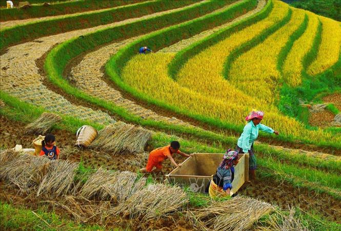 Trong ảnh: Người dân cùng nhau khiêng một cái thùng gỗ - gọi là pản thống - qua bờ ruộng, để đập lúa ngay tại chỗ. Ảnh: Lâm Khánh – TTXVN