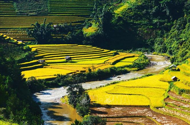 Trong ảnh: Màu xanh của rừng hòa với màu vàng của lúa tạo nên một khung cảnh hùng vĩ và nên thơ. Ảnh: Lâm Khánh – TTXVN