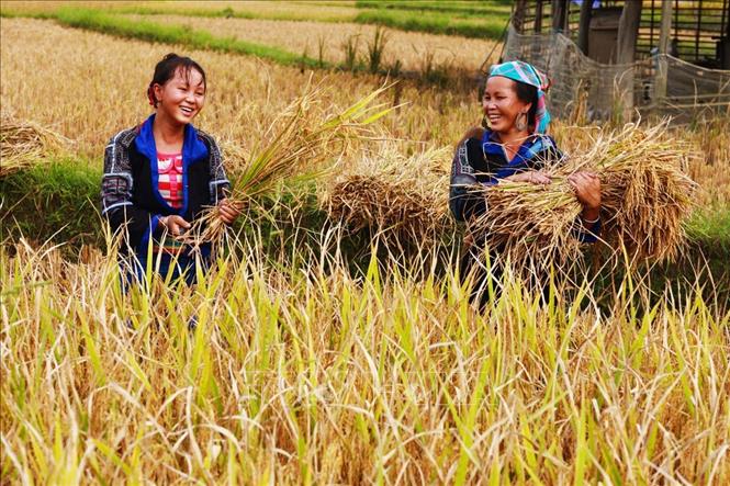 Trong ảnh: Người H'Mông nổi tiếng mến khách với nụ cười thường trực trên môi. Ảnh: Lâm Khánh – TTXVN