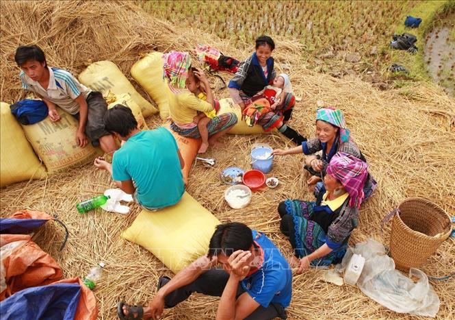 Trong ảnh: Bữa trưa ngày mùa được những người phụ nữ H'Mông chuẩn bị sẵn từ nhà với cơm và măng xào ớt - món ăn đặc trưng nơi đây.. Ảnh: Lâm Khánh – TTXVN