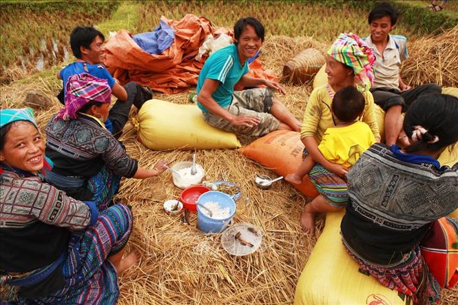 Trong ảnh: Người dân nghỉ trưa trên đồng ruộng, với bữa cơm chung đạm bạc. Ảnh: Lâm Khánh – TTXVN