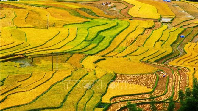 Trong ảnh: Với những thửa ruộng bậc thang ngút ngàn, Mù Cang Chải được Hãng tin CNBC của Mỹ giới thiệu là một trong những điểm đến hấp dẫn nhất trong năm 2020. Ảnh: Lâm Khánh – TTXVN