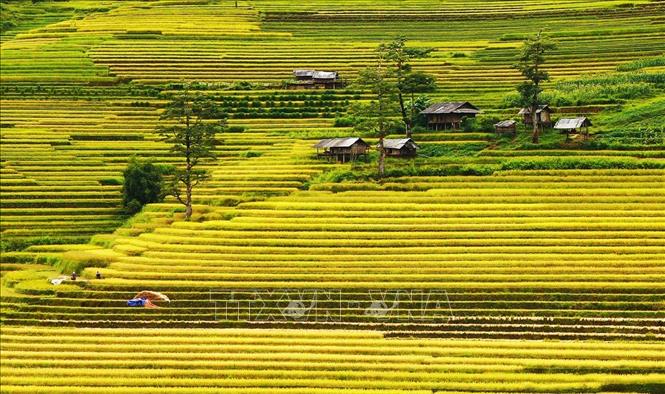 Trong ảnh: Bản Lìm Mông, xã Cao Phạ là một trong những nơi có cánh đồng lúa đẹp nhất Mù Cang Chải. Ảnh: Lâm Khánh – TTXVN