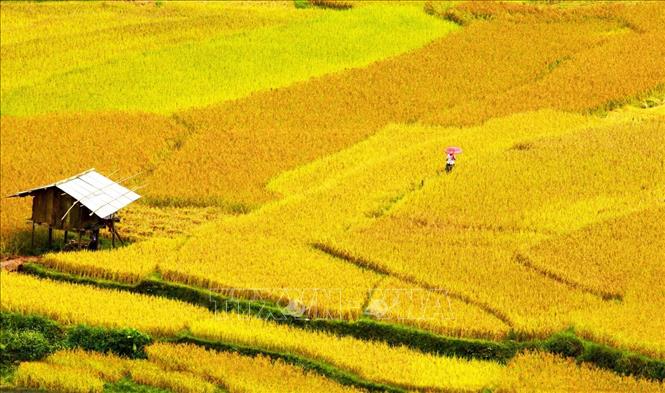 Trong ảnh: Mỗi năm người H'Mông ở Mù Cang Chải chỉ gieo cấy được một vụ vì phụ thuộc vào nguồn nước mưa. Ảnh: Lâm Khánh – TTXVN