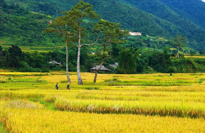 Bản Lìm Thai, xã Cao Phạ mùa lúa chín. Ảnh: Lâm Khánh – TTXVN