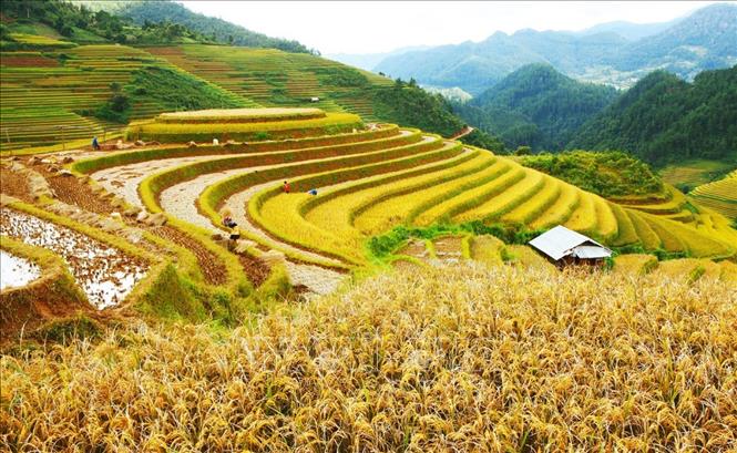 Trong ảnh: Đồi Mâm Xôi, xã La Pán Tẩn, Mù Cang Chải. Ảnh: Lâm Khánh – TTXVN