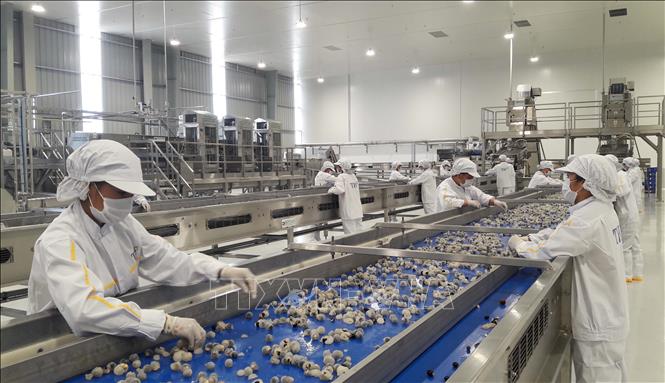 Trong ảnh: Khâu sơ chế sản phẩm nhãn cô đặc của Nhà máy chế biến hoa quả tươi và thảo dược Vân Hồ, tỉnh Sơn La. Ảnh: Nguyễn Cường - TTXVN.