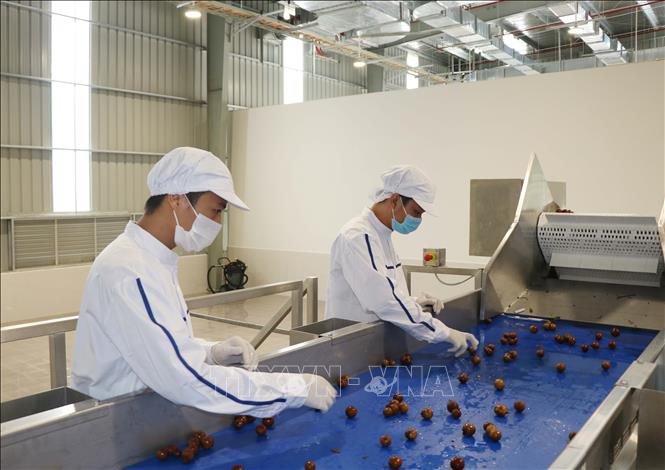 Trong ảnh: Sơ chế sản phẩm nhãn cô đặc của Nhà máy chế biến hoa quả tươi và thảo dược Vân Hồ, tỉnh Sơn La. Ảnh: Nguyễn Cường - TTXVN.
