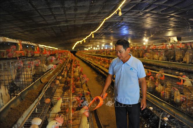 Ông Nguyễn Văn Diệu chăm sóc đàn gà đẻ siêu trứng. Ảnh: Minh Đức - TTXVN