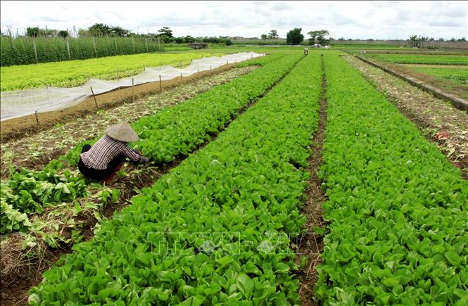 Trong ảnh: Trong hơn 26.000 được chuyển đổi có hơn 12.000 ha sẽ chuyển sang trồng các loại cây hàng năm như cây dược liệu, hoa, rau màu... Ảnh: Thế Duyệt – TTXVN 