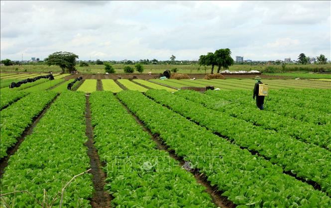 Trong ảnh: Trong hơn 26.000 được chuyển đổi có hơn 12.000 ha sẽ chuyển sang trồng các loại cây hàng năm như cây dược liệu, hoa, rau màu... Ảnh: Thế Duyệt – TTXVN 