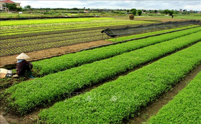 Trong ảnh: Trong hơn 26.000 được chuyển đổi có hơn 12.000 ha sẽ chuyển sang trồng các loại cây hàng năm như cây dược liệu, hoa, rau màu... Ảnh: Thế Duyệt – TTXVN 
