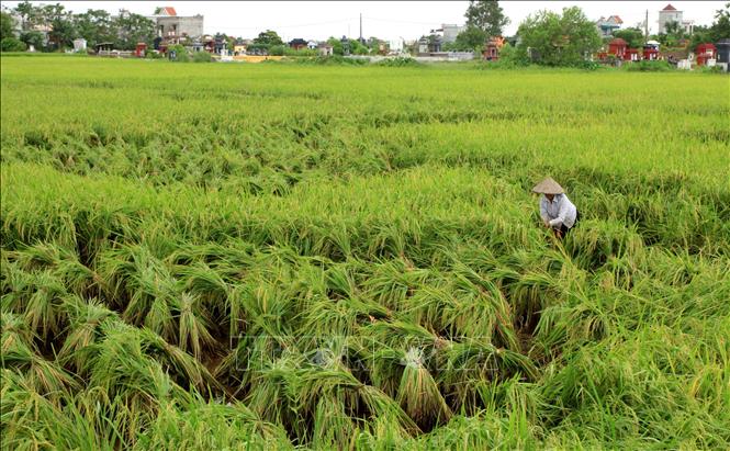 Trong ảnh: Những diện tích trồng lúa kém hiệu quả sẽ được tỉnh Thái Bình chuyển sang cây trồng khác có giá trị kinh tế cao hơn. Ảnh: Thế Duyệt – TTXVN 