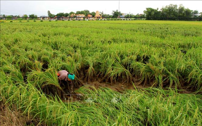Trong ảnh: Những diện tích trồng lúa kém hiệu quả sẽ được tỉnh Thái Bình chuyển sang cây trồng khác có giá trị kinh tế cao hơn. Ảnh: Thế Duyệt – TTXVN 