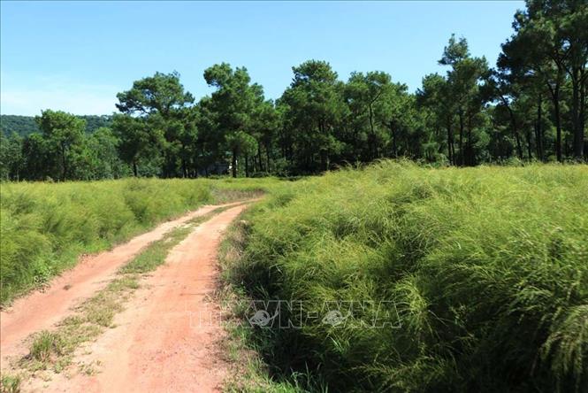 Trong ảnh: Con đường đất nhỏ dẫn lối cho du khách đi sâu vào bãi rễ. Ảnh: Mạnh Minh - TTXVN