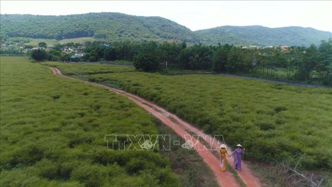 Trong ảnh: Toàn cảnh bãi rễ nhìn từ trên cao. Ảnh: Mạnh Minh - TTXVN