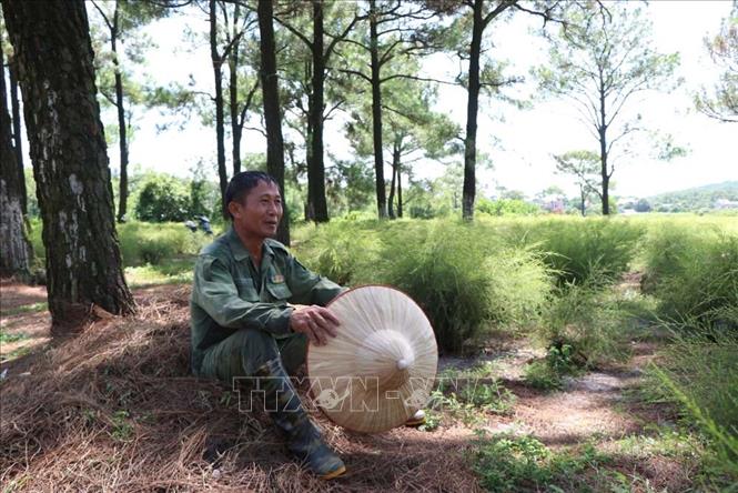 Trong ảnh: Ông Khiêm, một trong những người dân đấu thầu khai thác bãi rễ này cho biết, cây rễ có ở đất Côn Sơn từ khoảng thế kỷ XIII. Ảnh: Mạnh Minh - TTXVN