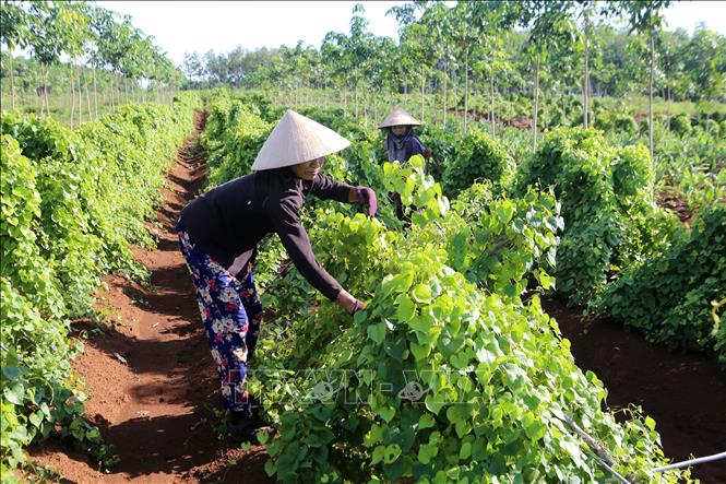 Trong ảnh: Người dân huyện Gio Linh chăm sóc cây khoai từ được trồng dưới rừng cao su chưa khép tán. Ảnh: Hồ Cầu - TTXVN