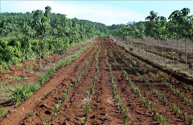 Trong ảnh: Cây hương bài (một loại cây dùng để làm hương) được trồng dưới rừng cao su chưa khép tán ở vùng Tây huyện Gio Linh. Ảnh: Hồ Cầu - TTXVN