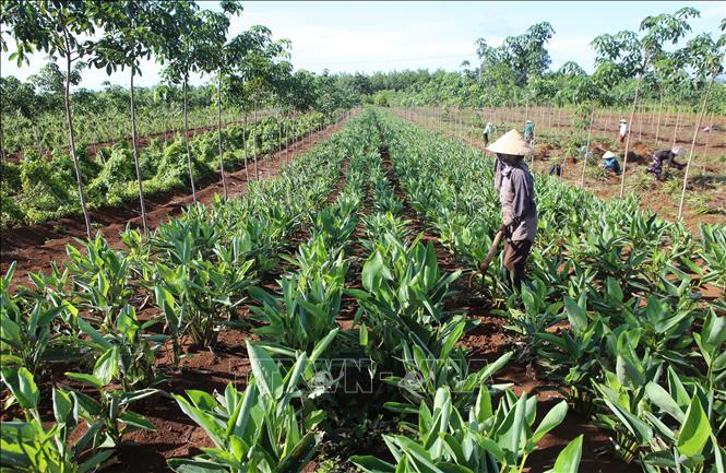 Trong ảnh: Người dân huyện Gio Linh chăm sóc cây dong riềng được trồng dưới rừng cao su chưa khép tán. Ảnh: Hồ Cầu - TTXVN