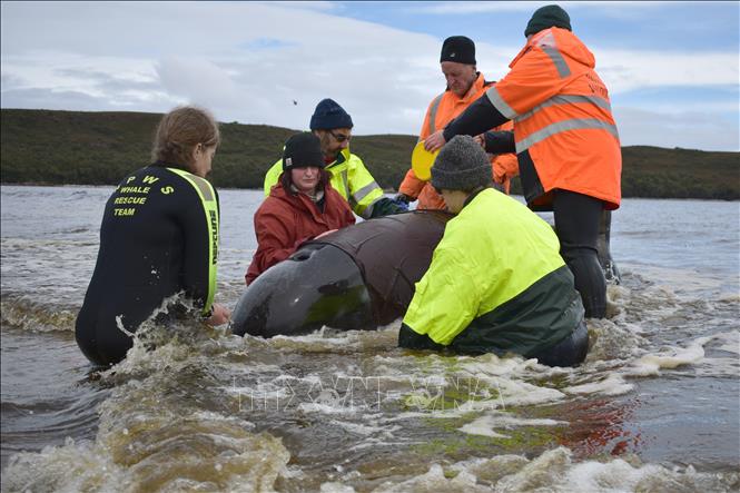 Trong ảnh: Nhân viên cứu hộ giải cứu cá voi mắc cạn ở ngoài khơi bang Tasmania, Australia ngày 25/9/2020. Ảnh: AFP/TTXVN