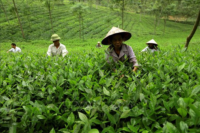 Phú Thọ tạo dựng và nâng tầm thương hiệu cho nông sản chủ lực tiếp cận thị  trường - Ảnh chuyên đề - Thông tấn xã Việt Nam (TTXVN)