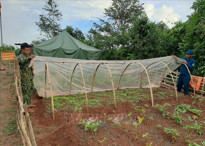 Trong ảnh: Các chiến sĩ công tác tại các chốt chặn phòng chống dịch Covid-19 của Đồn Biên phòng A Pa Chải đang chăm sóc rau.  Ảnh: Xuân Tiến- TTXVN