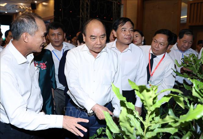 Trong ảnh: Thủ tướng Nguyễn Xuân Phúc thăm khu vực trưng bày cây mắc ca. Ảnh: Thống Nhất – TTXVN