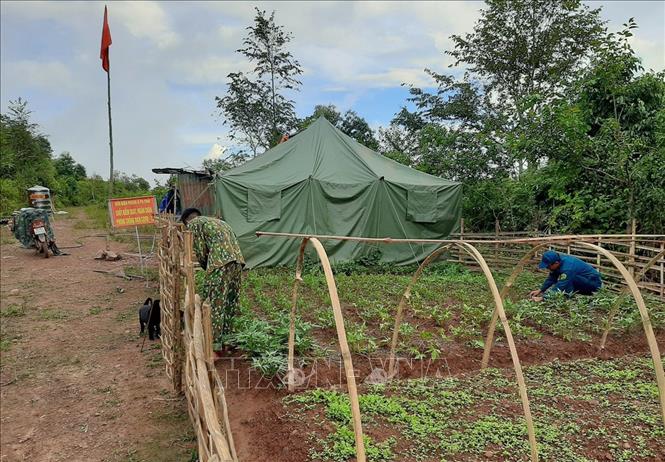 Trong ảnh: Ngoài thực hiện nhiệm vụ bảo vệ an ninh biên giới, chủ quyền lãnh thổ, phòng chống dịch, tại các chốt chặn phòng chống dịch các cán bộ, chiến sĩ còn cải tạo đất làm vườn, tăng gia sản xuất, đảm bảo nguồn rau xanh trong cơ cấu bữa ăn hàng ngày. Ảnh: Xuân Tiến- TTXVN